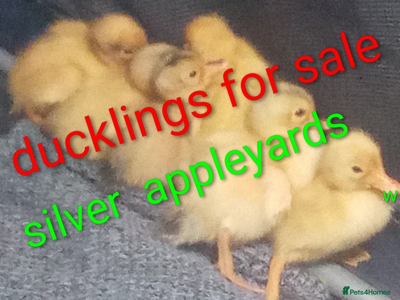 Mixed Breed livestock Appleyard ducklings - Advert 2
