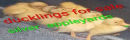 Mixed Breed livestock for sale: Appleyard ducklings - Advert 1