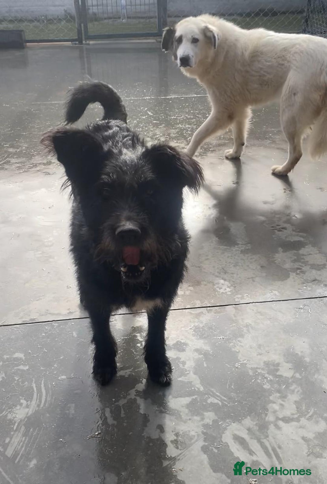 Mixed Breed dogs for adoption: Mildred, 6 yrs old approx. Available for adoption. - Advert 2