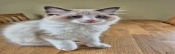 Ragdoll cats for sale: Ragdoll Kittens TICA Registered - Advert 9