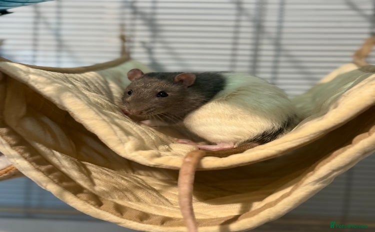 Rat rodents - Advert 1