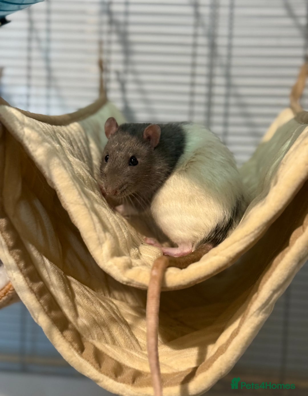 Rat rodents for sale: 2 male rats with cage  - Image 1