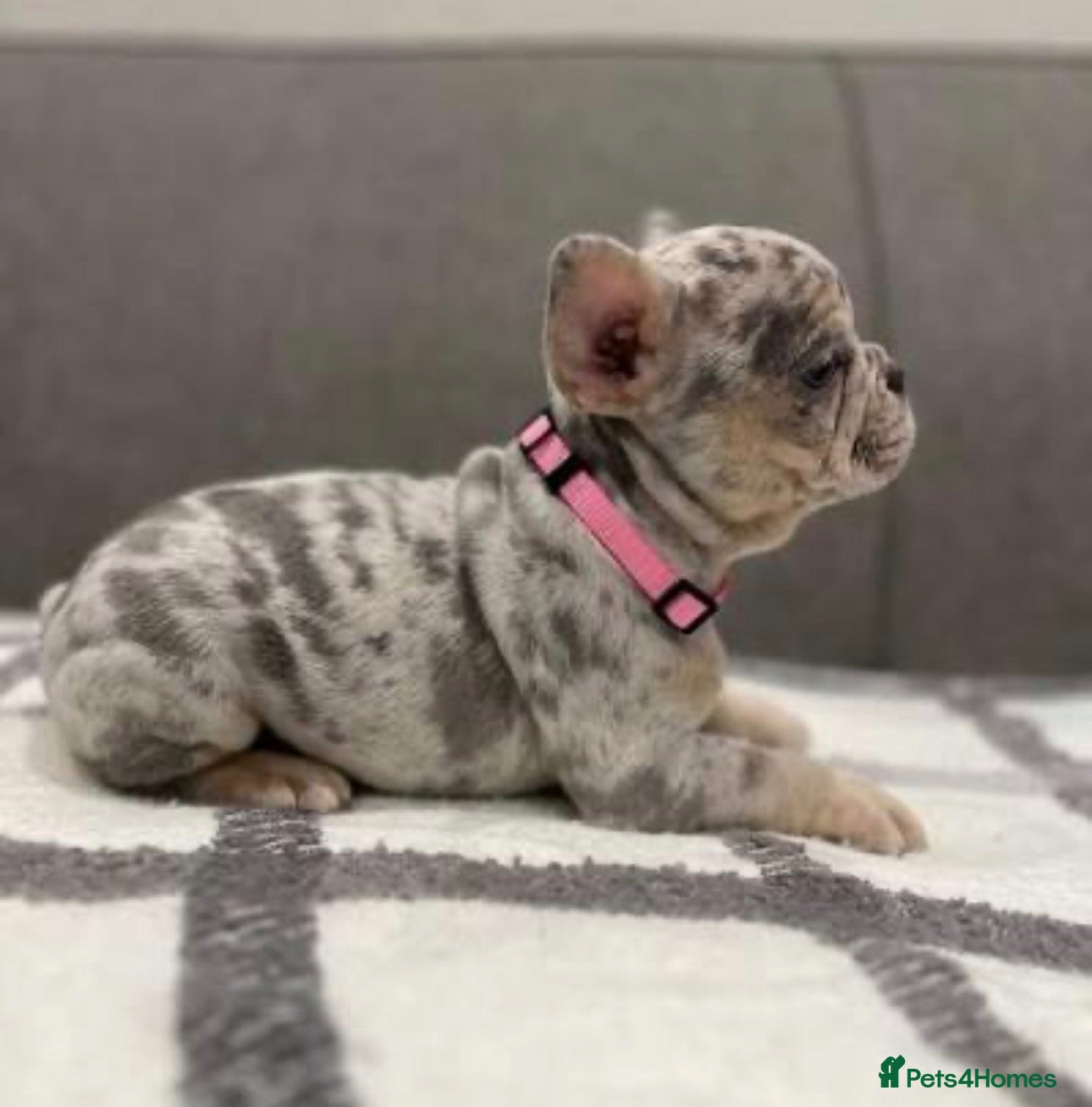 French Bulldog dogs French fluffy bulldog  - Advert 2