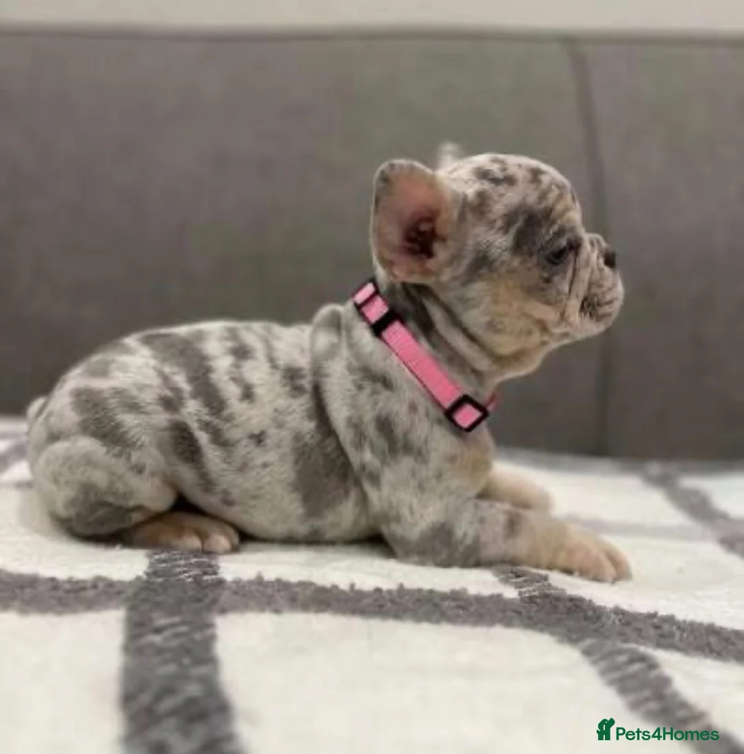 French Bulldog dogs for sale: French fluffy bulldog  - Advert 1