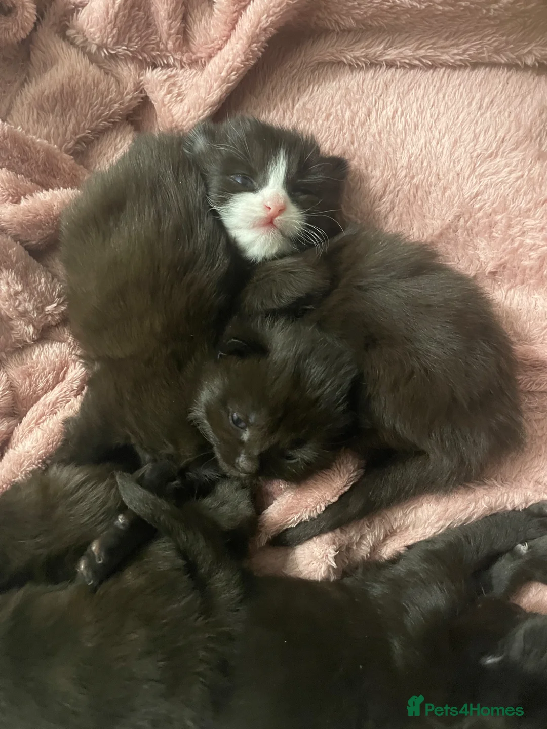 Ragdoll cats for sale: Ragdoll mix  - Advert 6