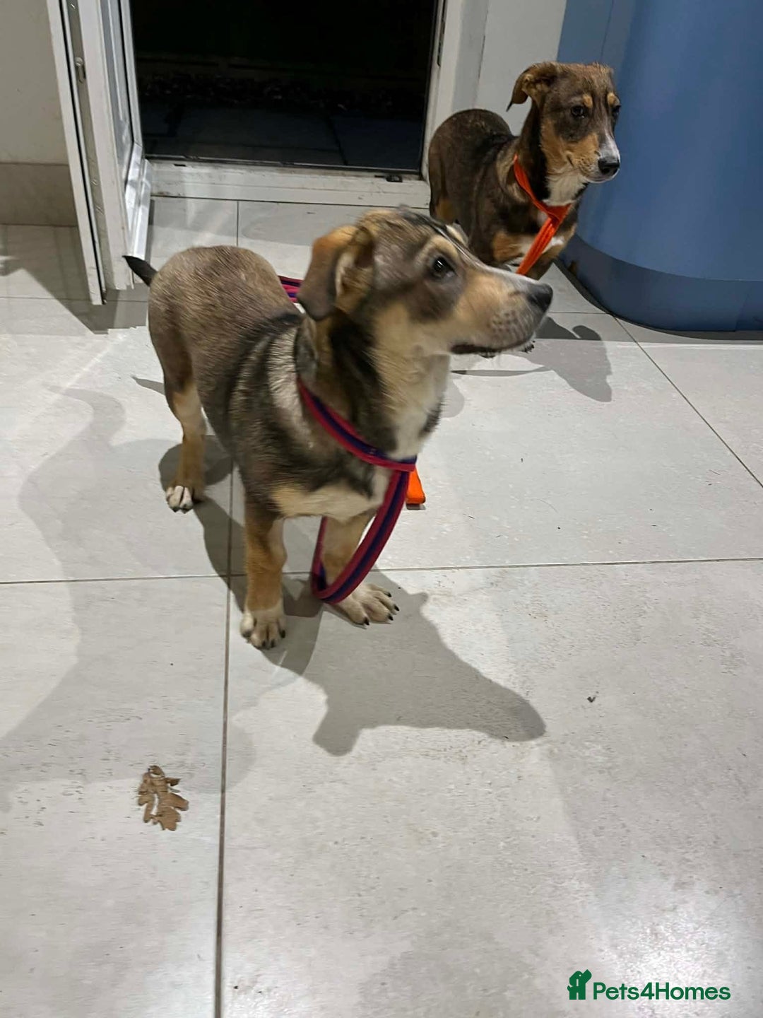 Mixed Breed dogs for adoption: Tallulah - North Walsham Norfolk  - Advert 4