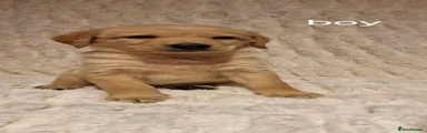 Double Doodle Puppy 2