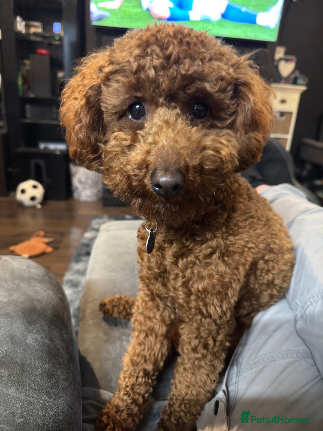 Miniature Poodle dogs for sale: Miniature/toy poodle 1 year old boy (Otis)  - Image 11