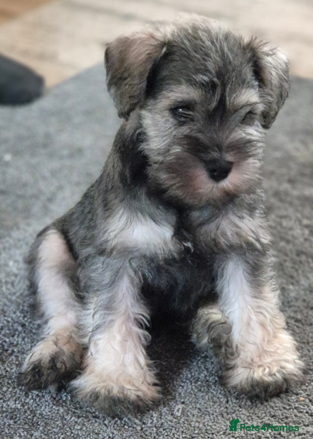 Miniature Schnauzer dogs for sale: All pups sold. Thank you - Advert 6