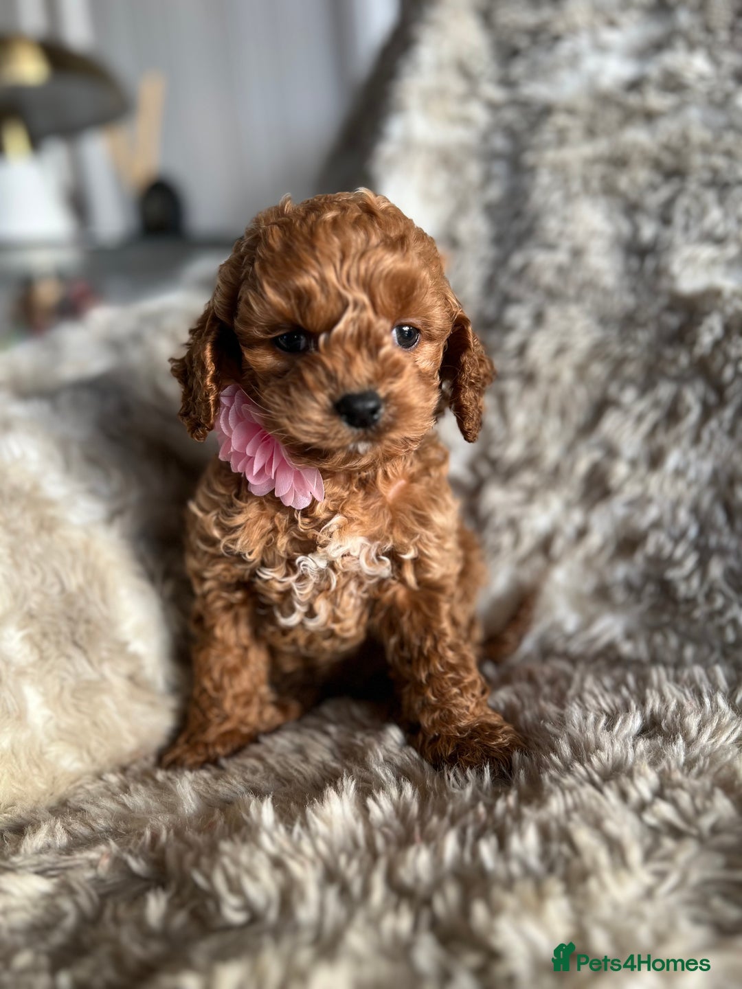 Cockapoo dogs for sale: Cockerpoo - Advert 1