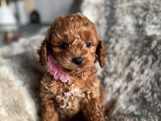 Cockapoo dogs Cockerpoo - Advert 1