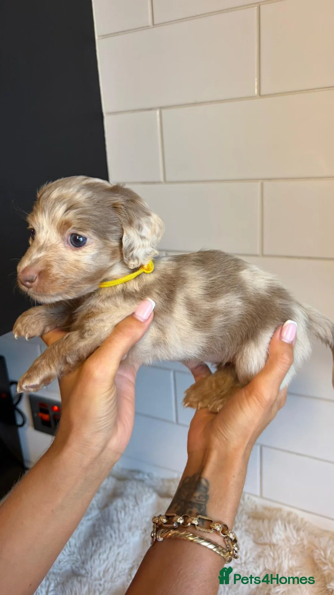 Dachshund dogs for sale: Longhaired Dachshunds  - Advert 2