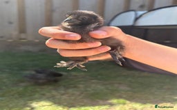 Chickens poultry for sale: Black & Paint Silkies - Image 2