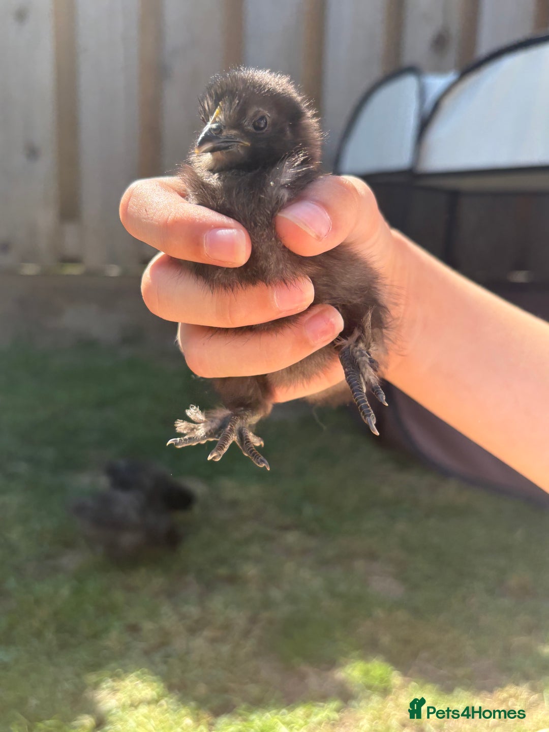 Chickens poultry for sale: Black & Paint Silkies - Image 2