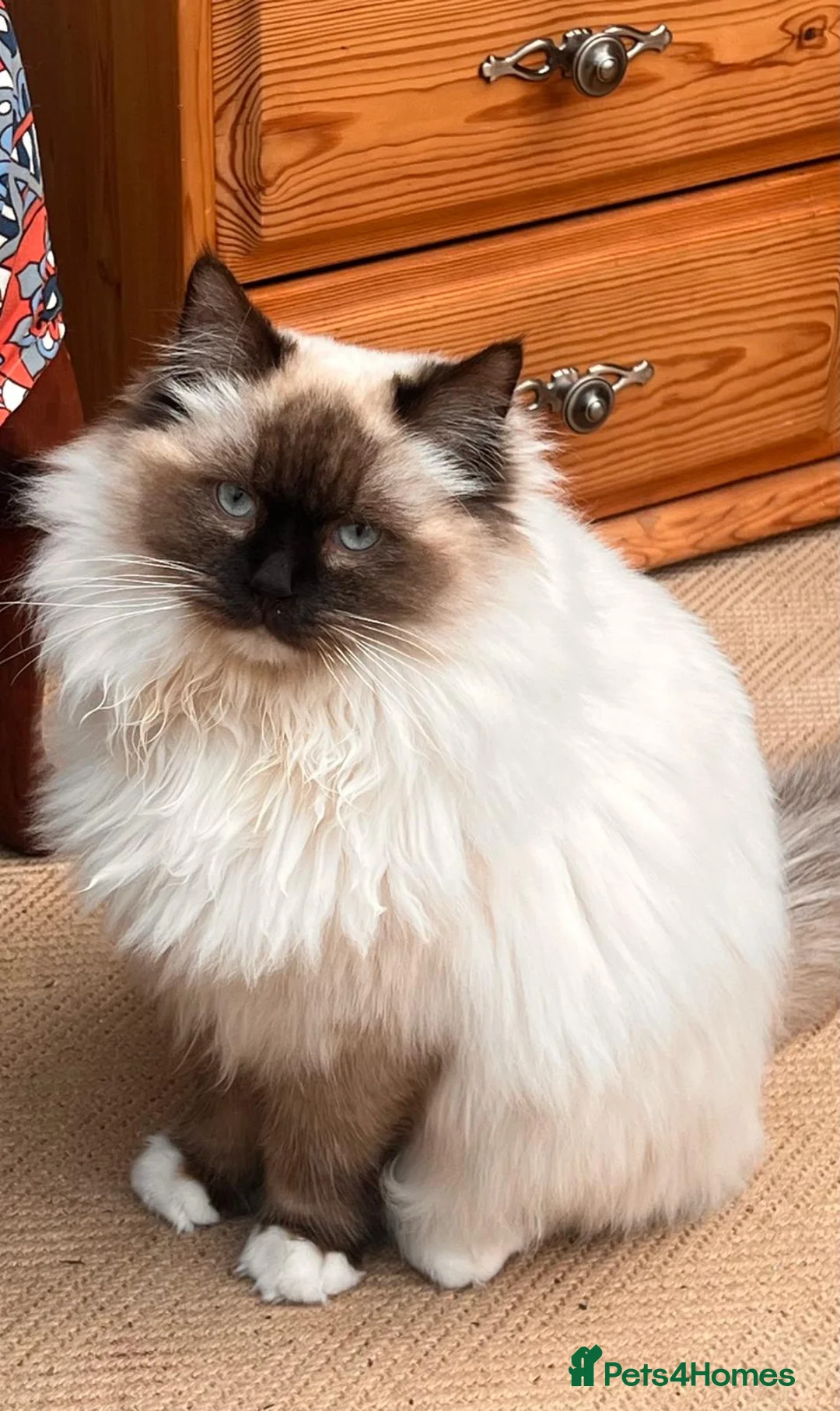 Ragdoll cats for stud: Stunning sealpoint available for stud duties - Advert 2