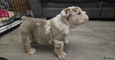 English Bulldog dogs Beautiful lilac merle female - Advert 3