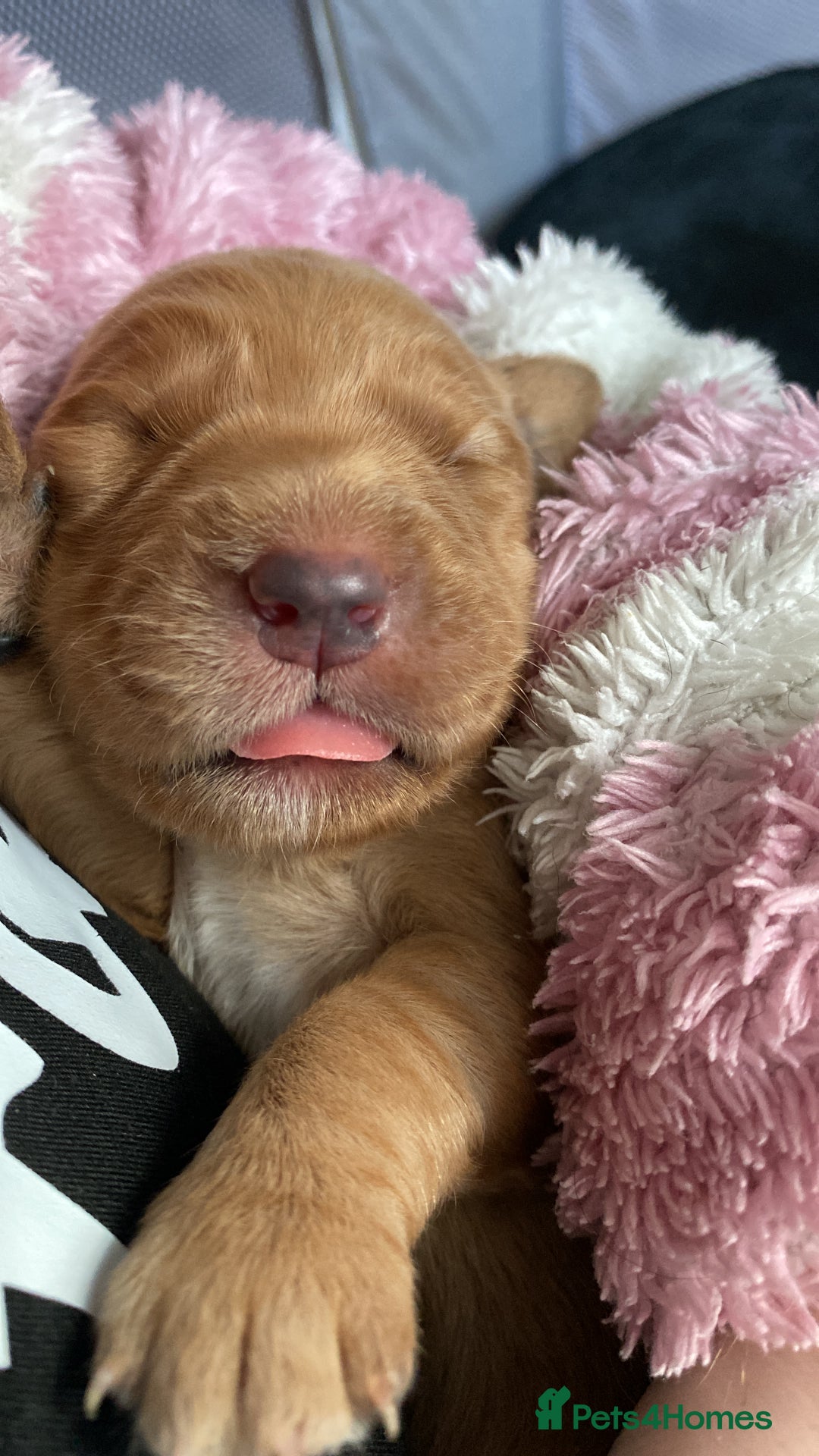 Springador dogs for sale: Labrador puppies - Advert 10