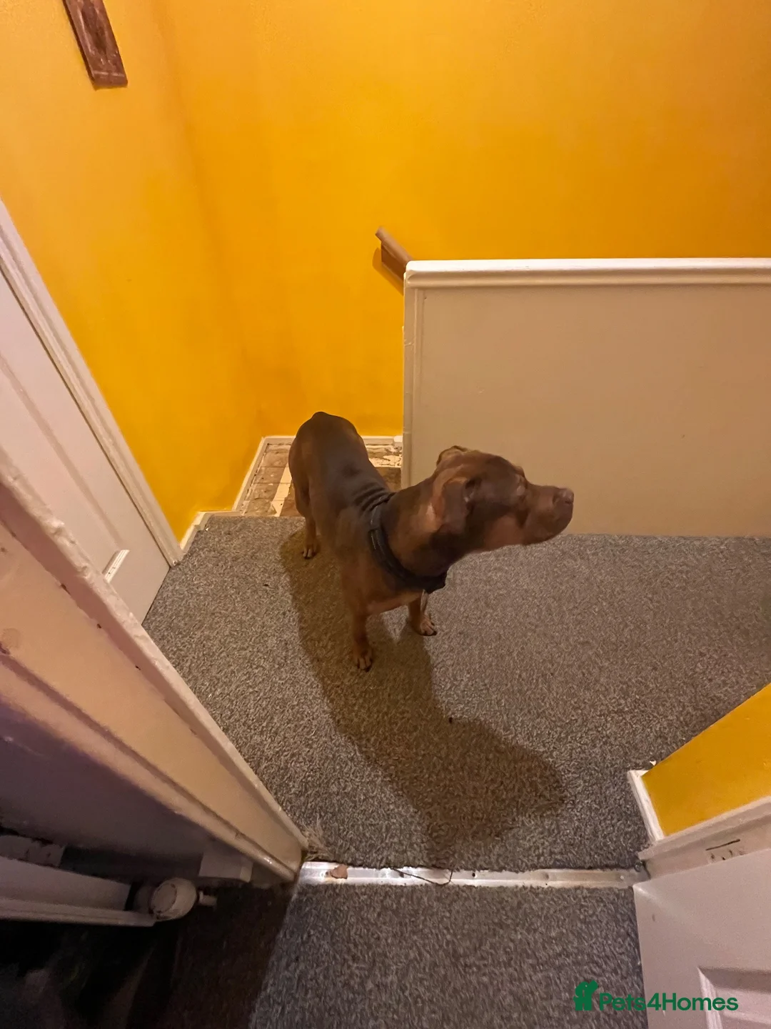 Mixed Breed dogs for sale: Beautiful Ridgeback looking for forever home - Advert 1