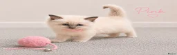 Ragdoll cats for sale: Beautiful ragdoll kittens ready to reserve.    - Advert 18