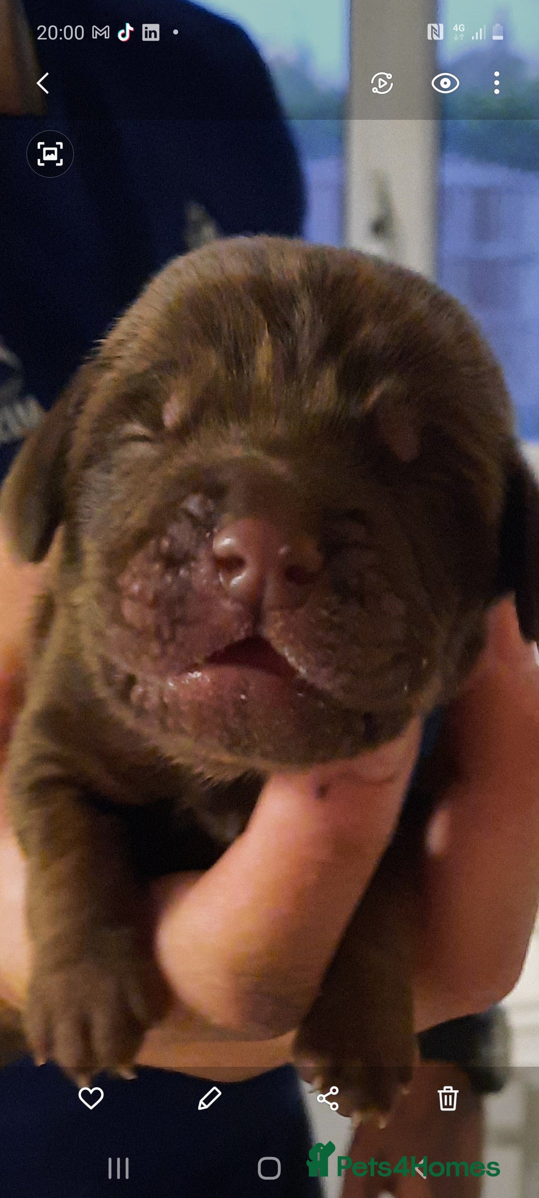Mixed Breed dogs for sale: Mini hippo puppies  - Image 1