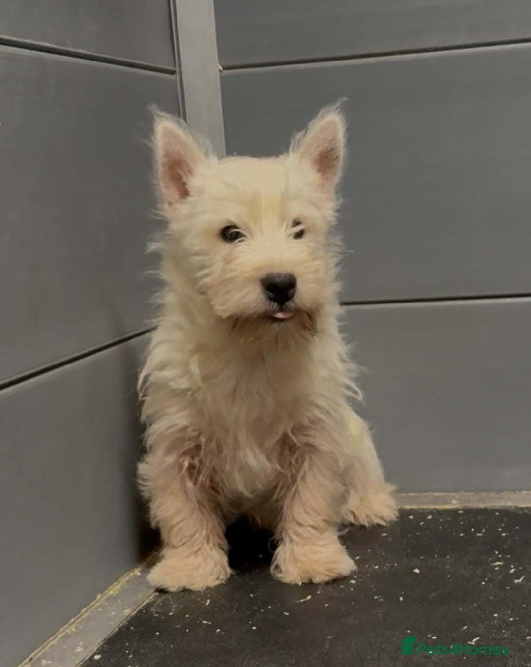 West Highland Terrier dogs for sale: West Highland Terrier pups Dad show bloodlines - Advert 10