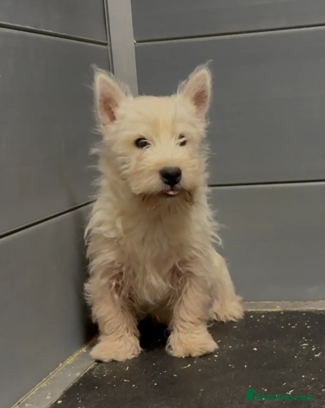 West Highland Terrier dogs for sale: West Highland Terrier BOY, Dad show bloodlines - Advert 3