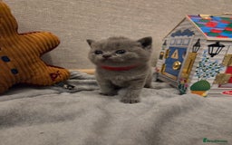 British Shorthair cats for sale: 🐾 Beautiful 7 British Shorthair Kittens 🐾  - Advert 6