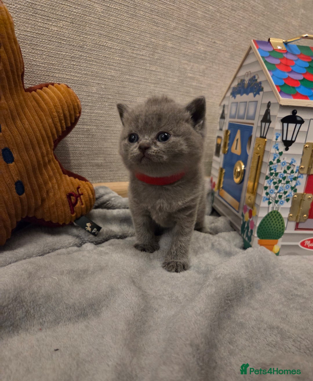 British Shorthair cats for sale: 🐾 Beautiful 7 British Shorthair Kittens 🐾  - Advert 6