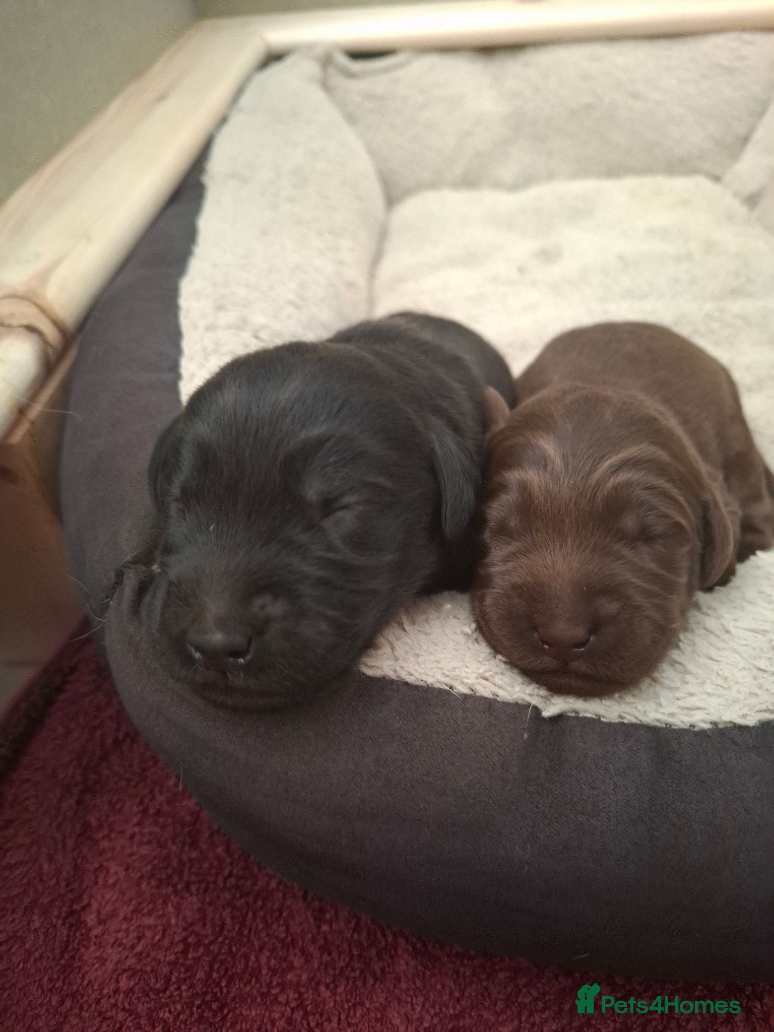 Labradoodle dogs Beautiful F3b labradoodle puppies - Advert 5