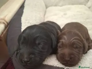 Labradoodle dogs Last 2 beautiful F3b labradoodle puppies - Advert 10