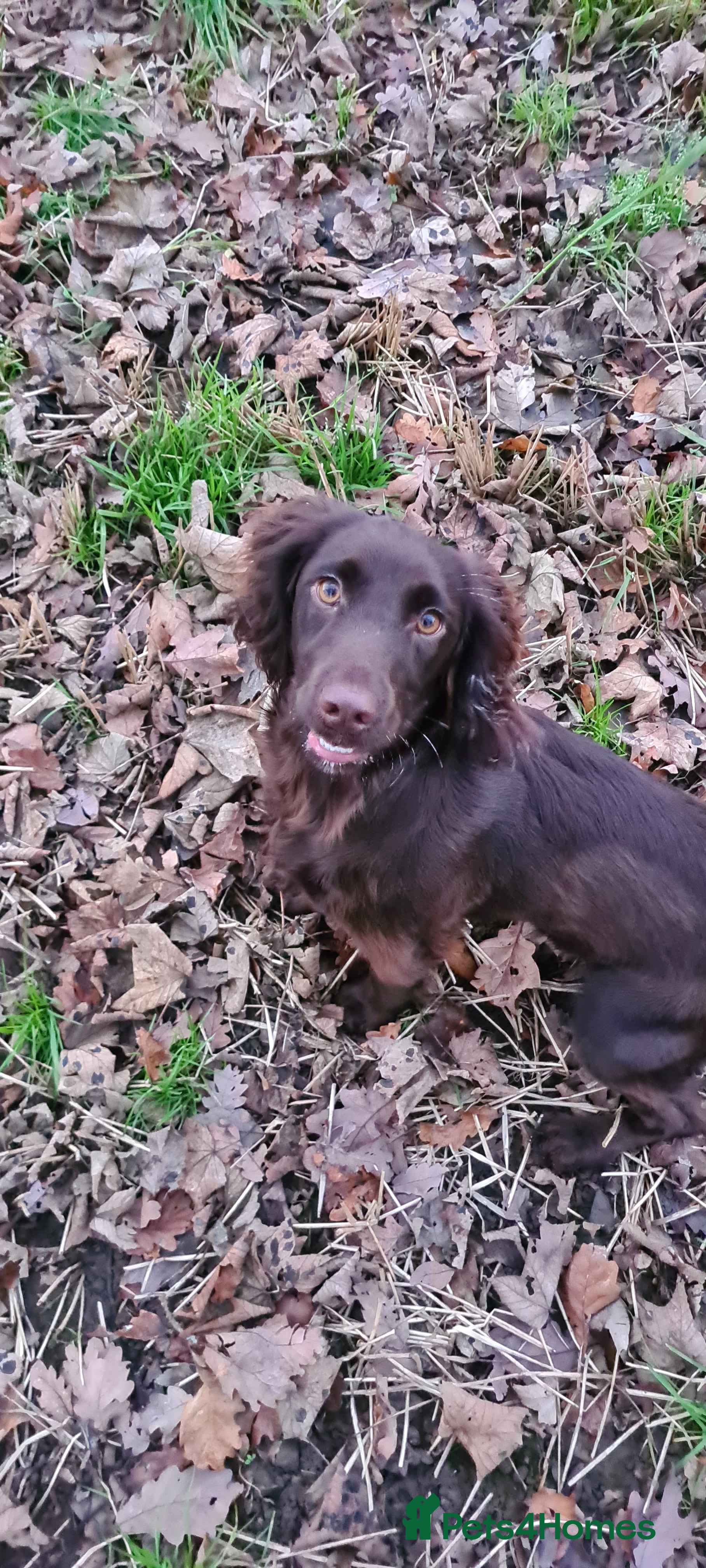 Cocker Spaniel dogs cocker spaniel puppies  - Advert 1