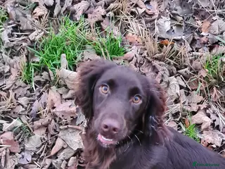 Cocker Spaniel dogs cocker spaniel puppies - Advert 11