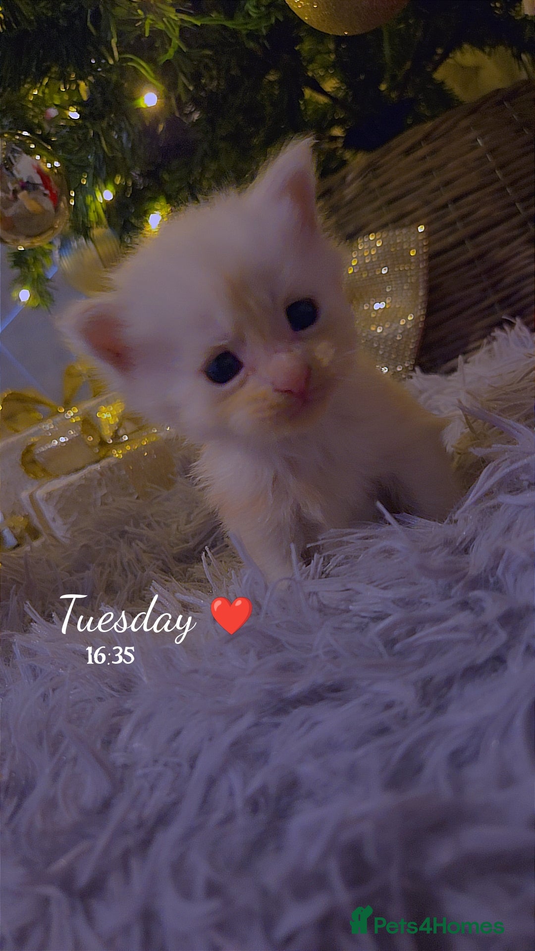 Maine Coon cats for sale: TICA registered MaineCoons 😸  - Advert 32