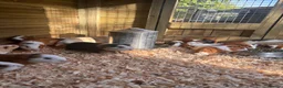 Guinea Pig rodents for sale: Guinea Pigs male and female  in Knighton - Advert 3
