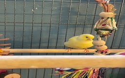 Canaries birds for sale: Male & female canaries  - Image 2