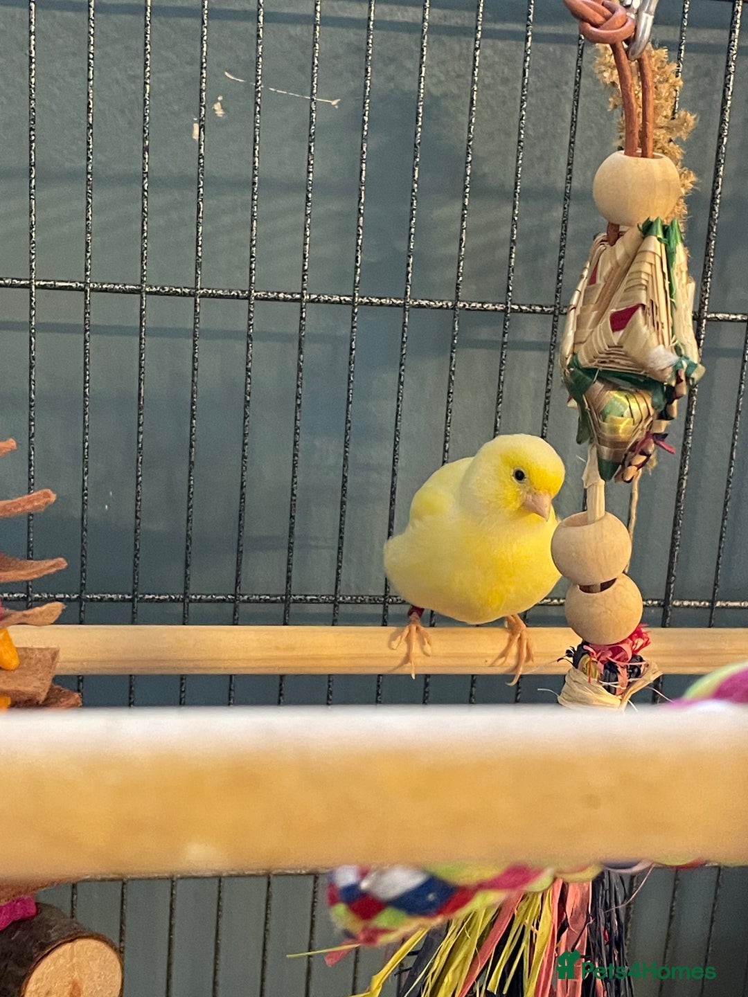Canaries birds for sale: Male & female canaries  - Image 2
