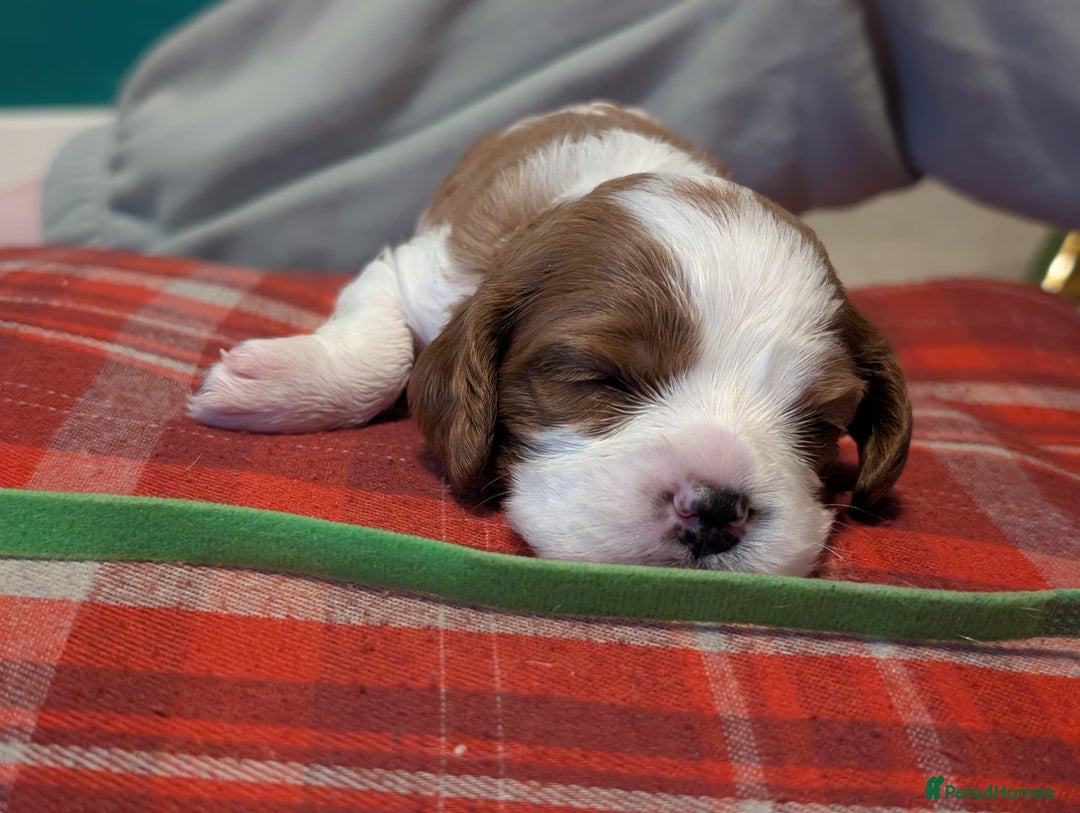 Cavalier King Charles Spaniel dogs for sale: Beautiful cavalier king Charles pups born 24/12 - Advert 11