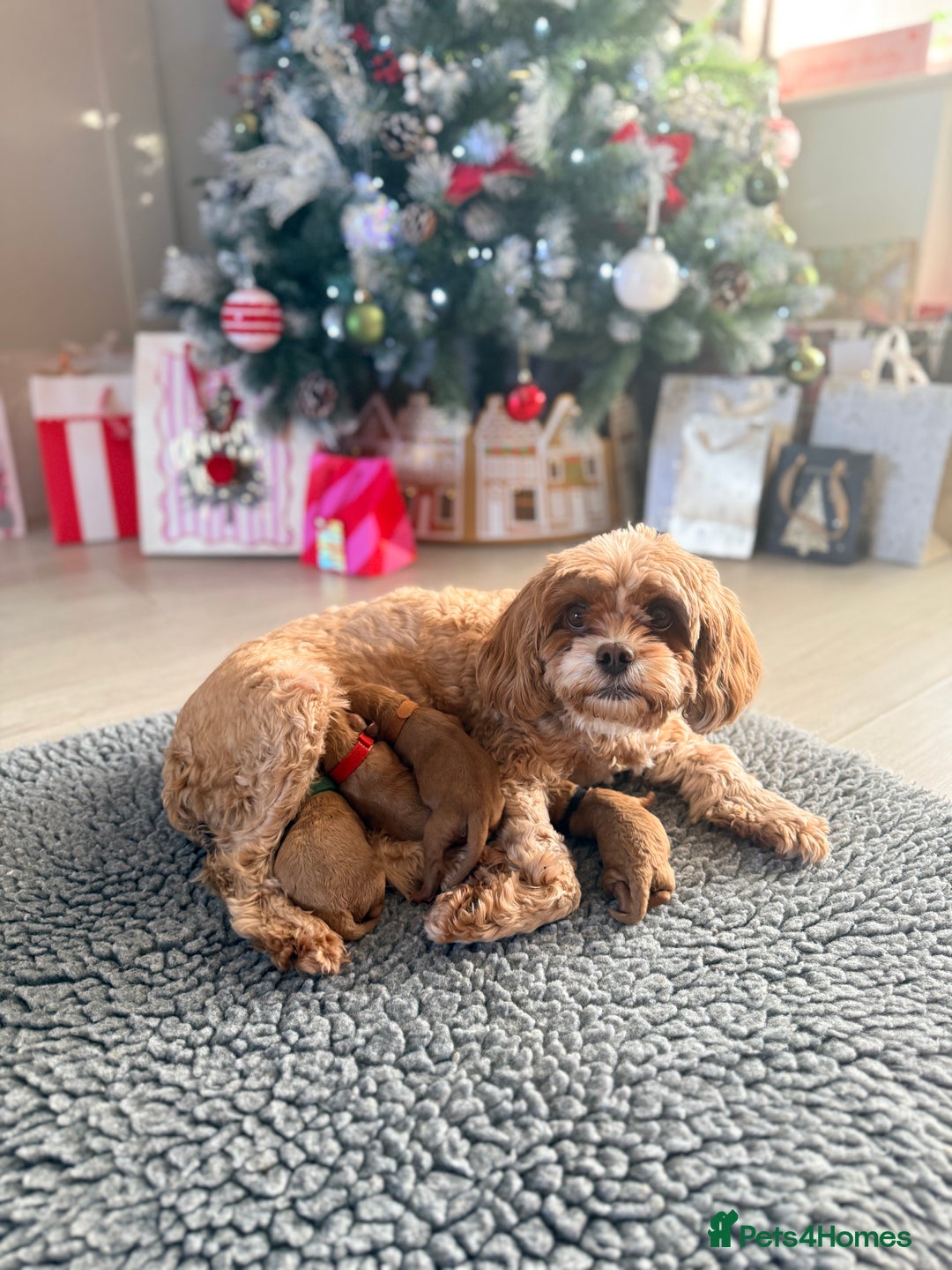 Cavapoo dogs for sale: Premium Teddy F1bb Toy Cavapoos - Advert 2