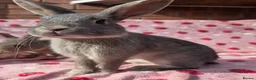 Mixed Breed rabbits for sale: 4 very tame Blue fawn plush mini lop rabbit - Advert 23