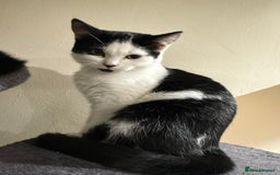 Domestic Shorthair cats for sale: Kittens for a good home  - Advert 2