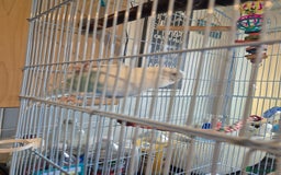 Budgerigars birds for sale: Female budgie  - Image 7