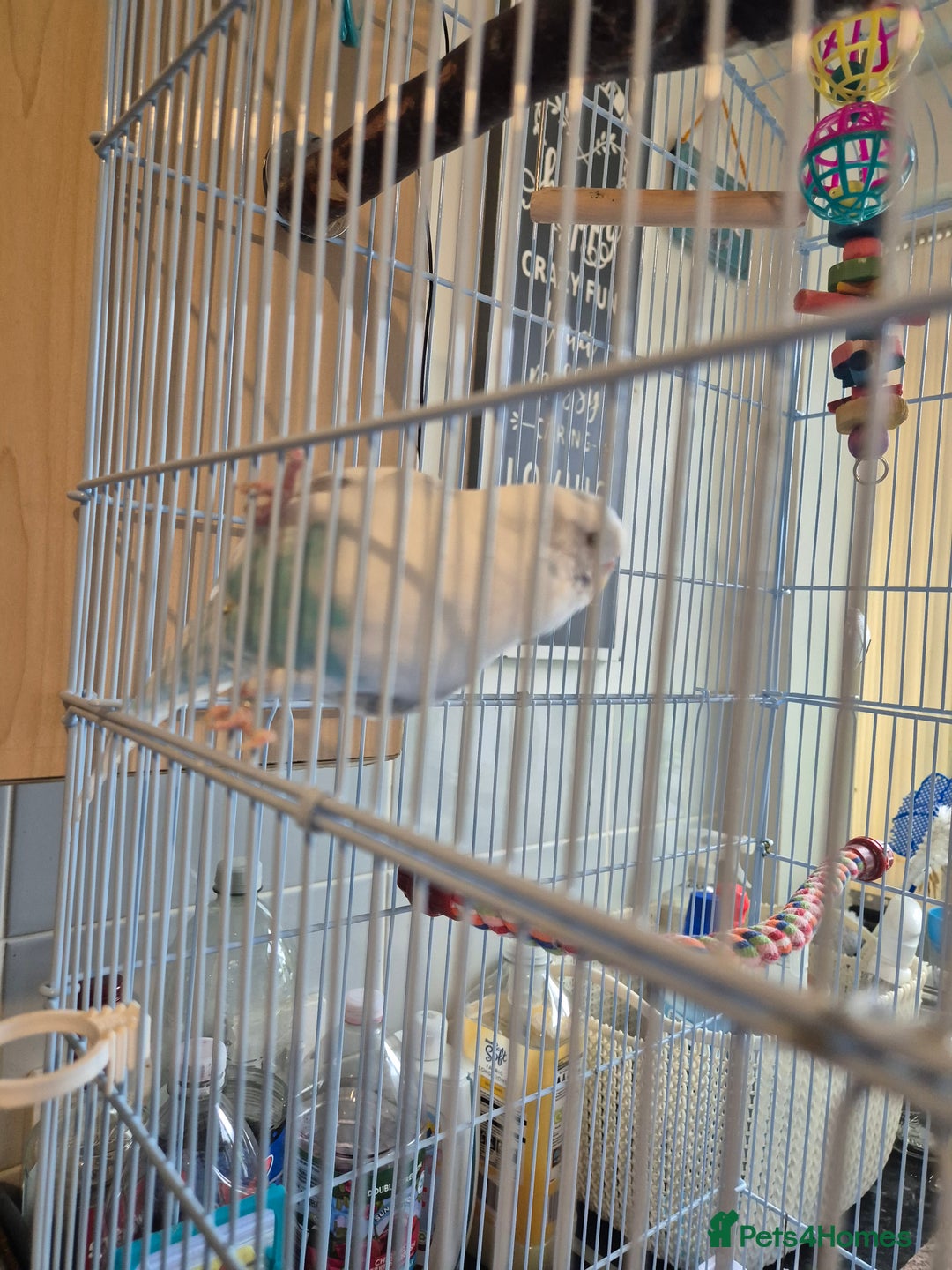 Budgerigars birds for sale: Female budgie  - Image 7