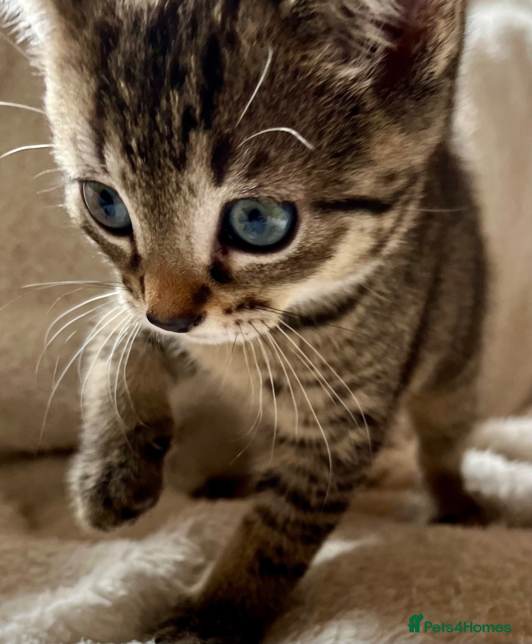 Bengal cats Bengal X Kittens With Famous Siblings!  - Advert 1