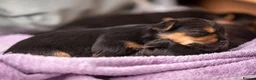 Yorkshire Terrier dogs for sale: The most adorable Yorkshire puppies  - Advert 3