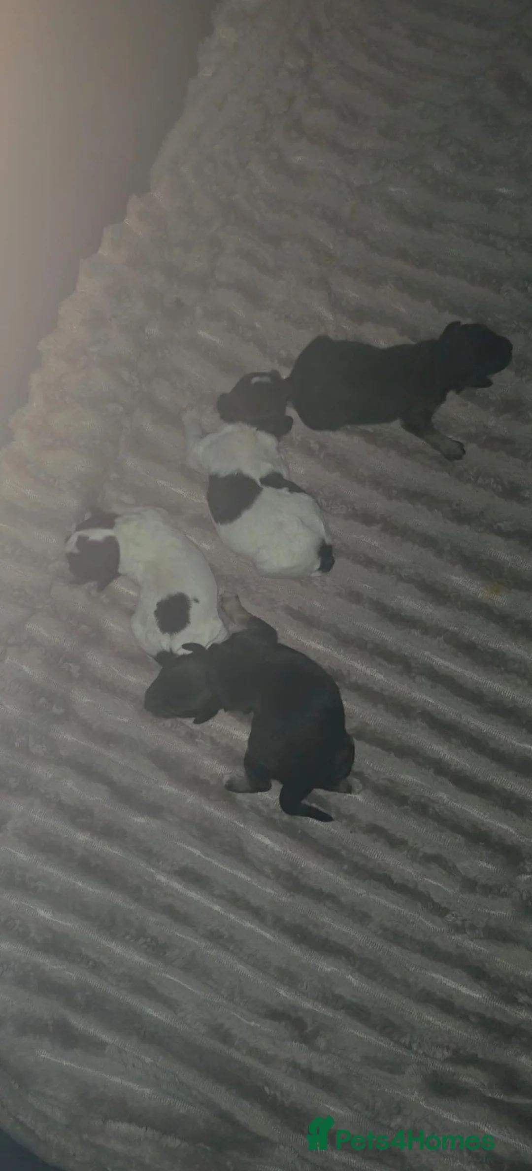 Jackapoo dogs for sale: 4 adorable jackapoo puppies  - Advert 5