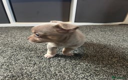 Chihuahua dogs for sale: Full pedigree Chihuahua puppies  - Image 22
