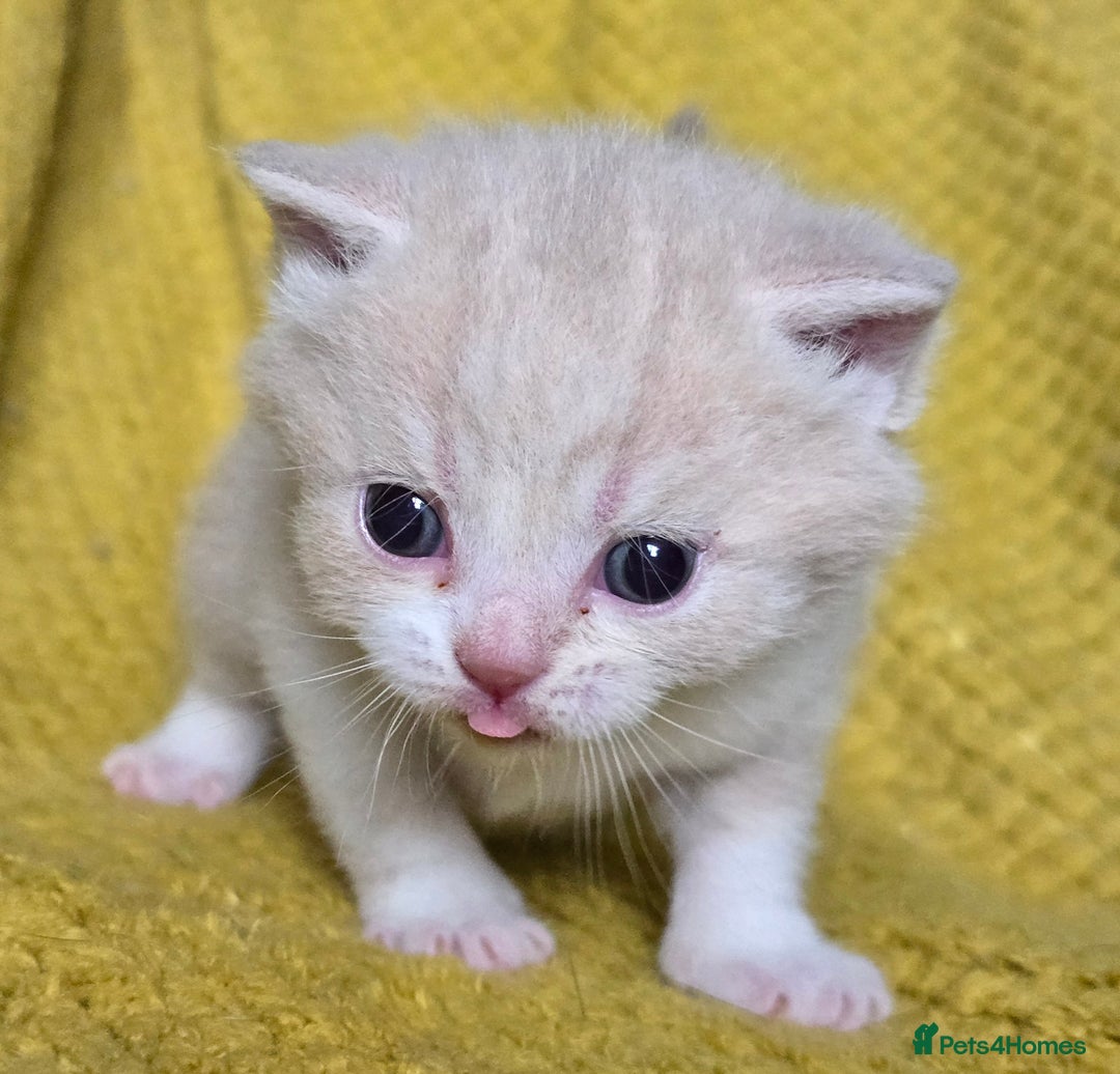 British Shorthair cats for sale: 1 BOY LEFT TICA reg BSH and BLH kittens - Advert 12