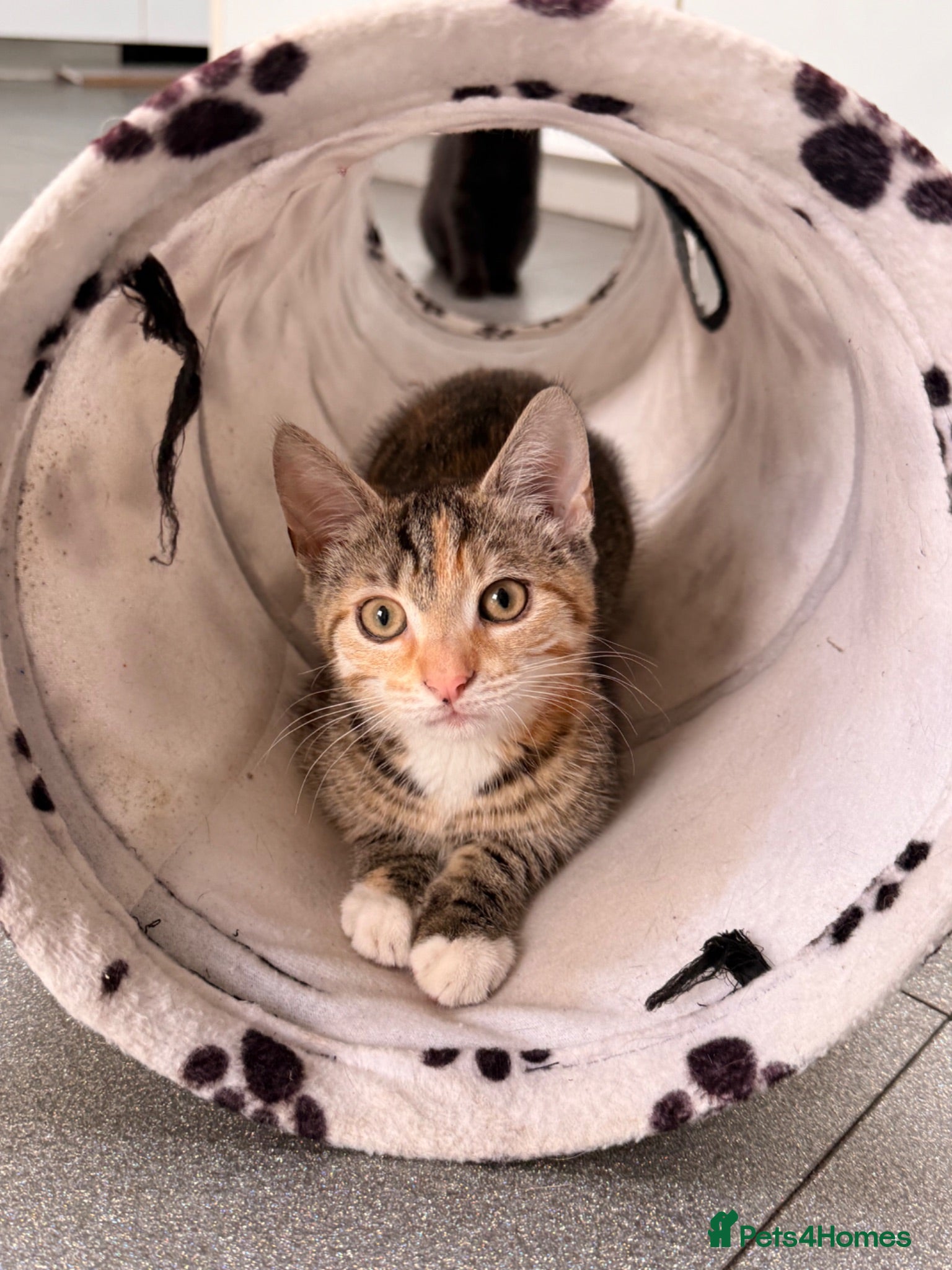 Mixed Breed cats 2 11 week old kittens - Advert 1