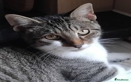 Mixed Breed cats for sale: Lovely male bengal x kitten for sale. - Image 4