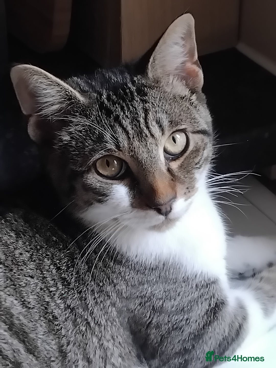 Mixed Breed cats for sale: Lovely male bengal x kitten for sale. - Image 4